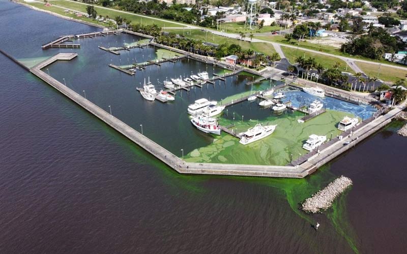 Pahokee Marina Harmful Algae Bloom Cleanup